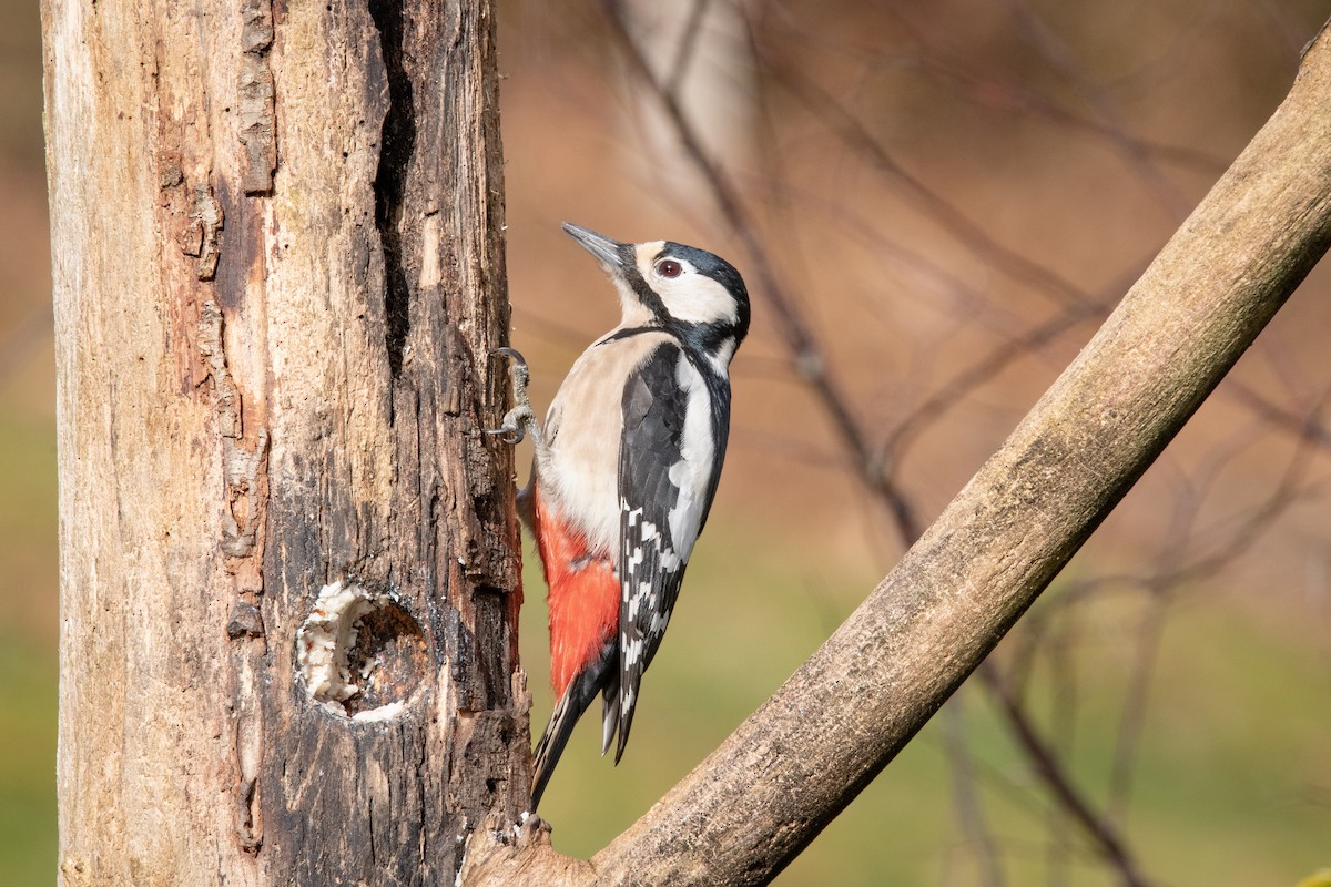 Great Spotted Woodpecker - Guido Van den Troost