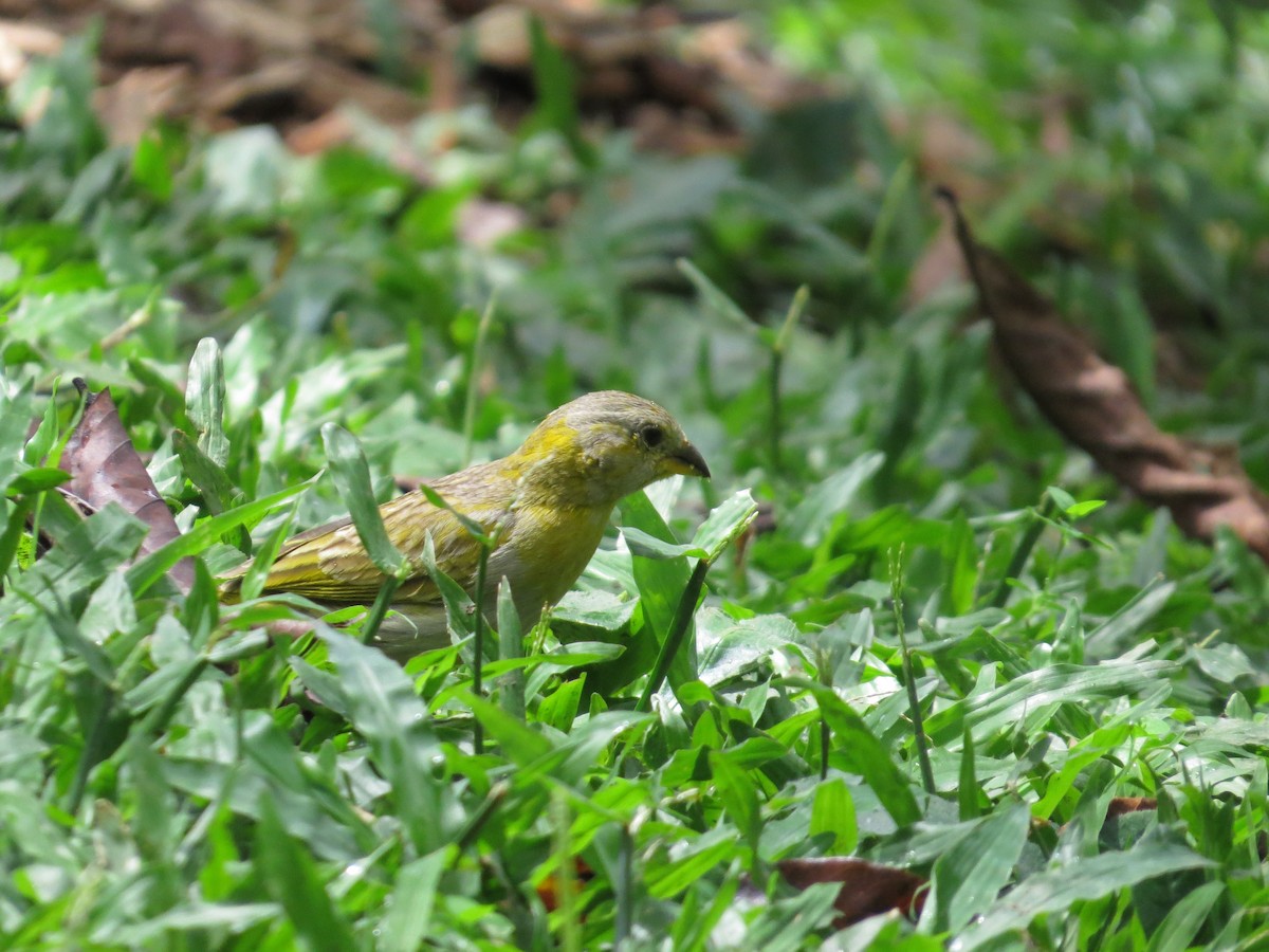 Saffron Finch - ML618670942