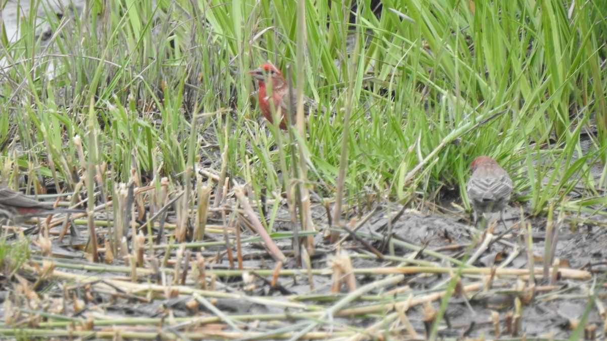 House/Purple Finch - ML618670962