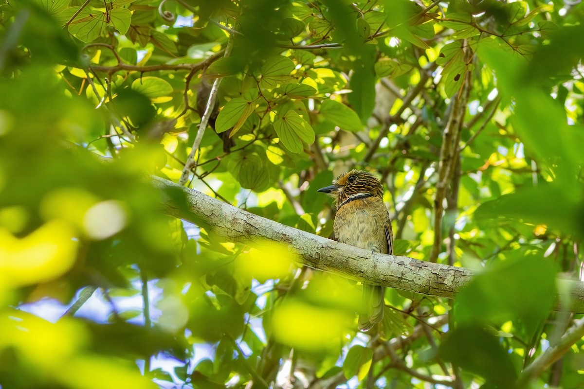 Crescent-chested Puffbird - ML618670978