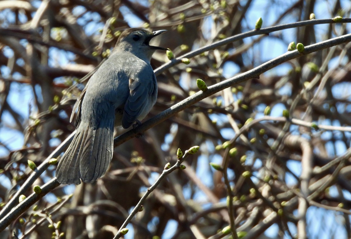 Pájaro Gato Gris - ML618670981