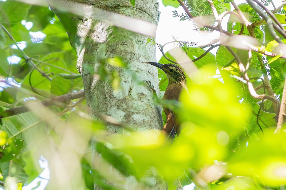 Planalto Woodcreeper - ML618671003