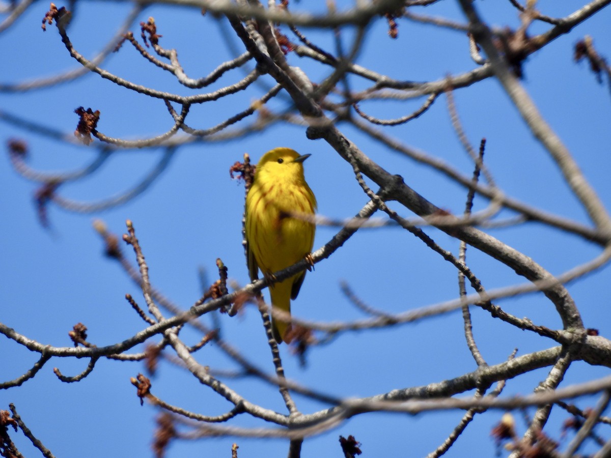 Yellow Warbler - Susan Hedman