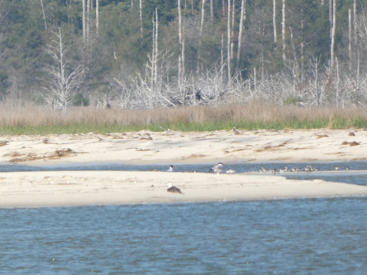 Red-throated Loon - ML618671017