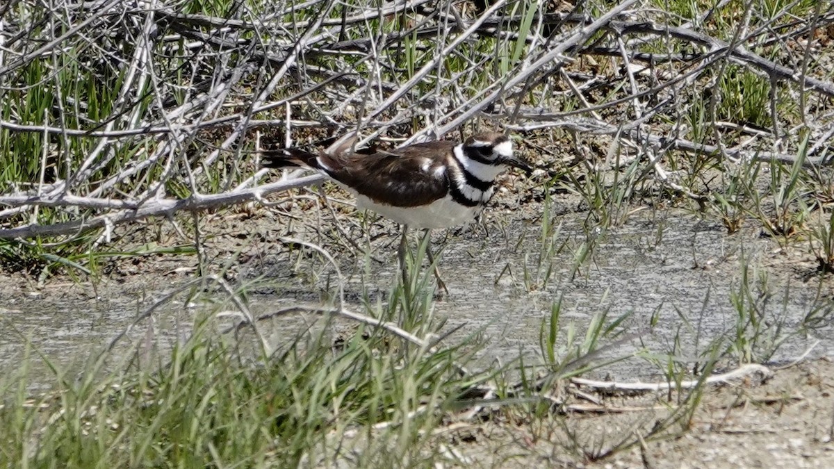 Killdeer - Justus Crawford