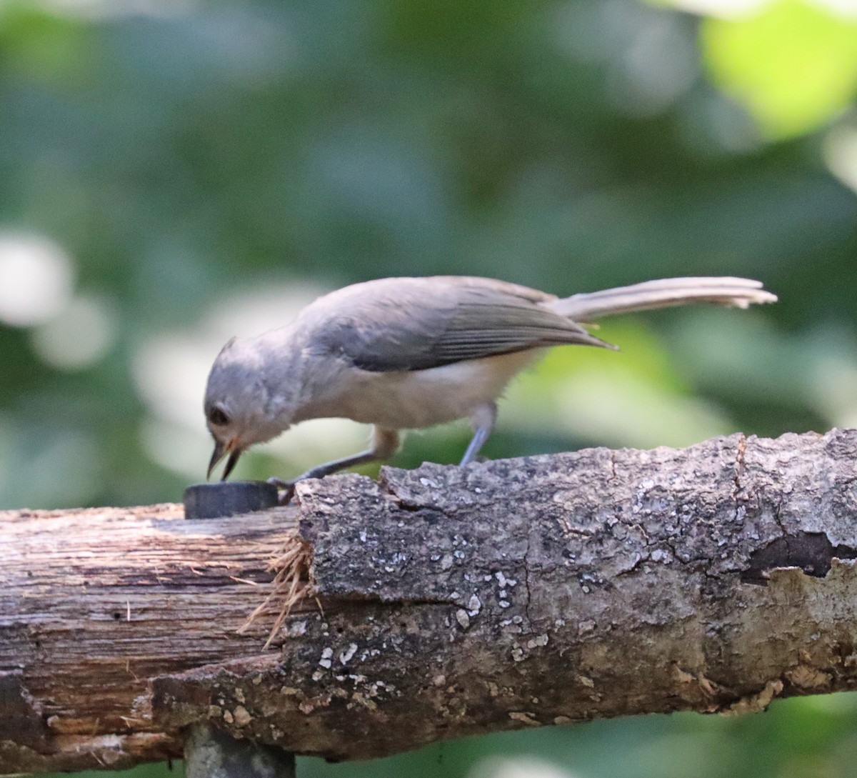 Tufted Titmouse - ML618671041