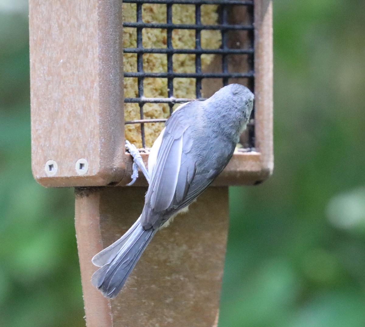 Tufted Titmouse - ML618671043