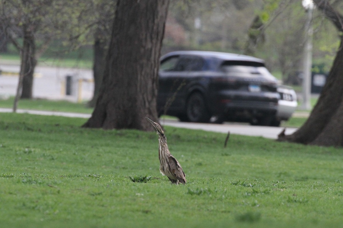 American Bittern - Geoffrey A. Williamson