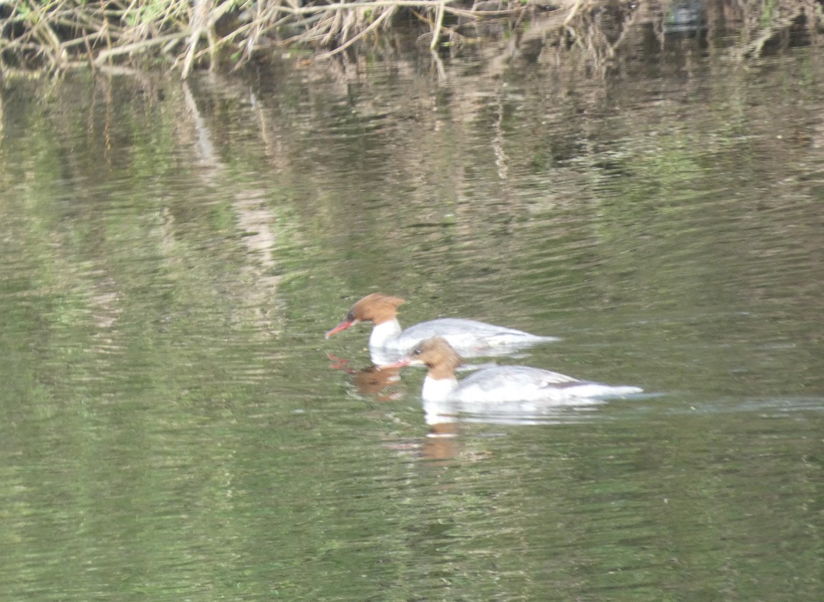 Большой крохаль (merganser/orientalis) - ML618671058