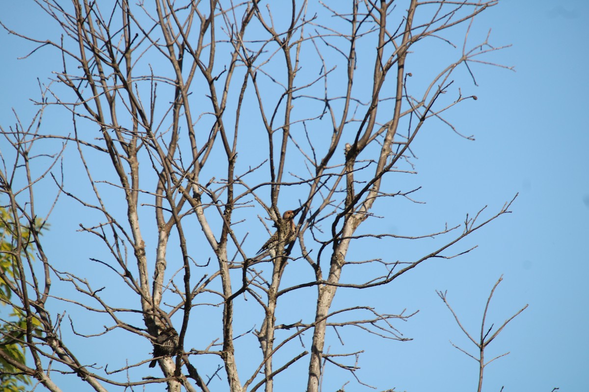 Northern Flicker - Tess Branklin