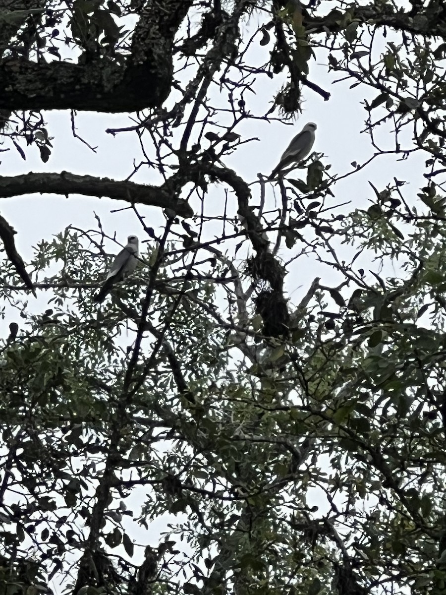 Mississippi Kite - ML618671091