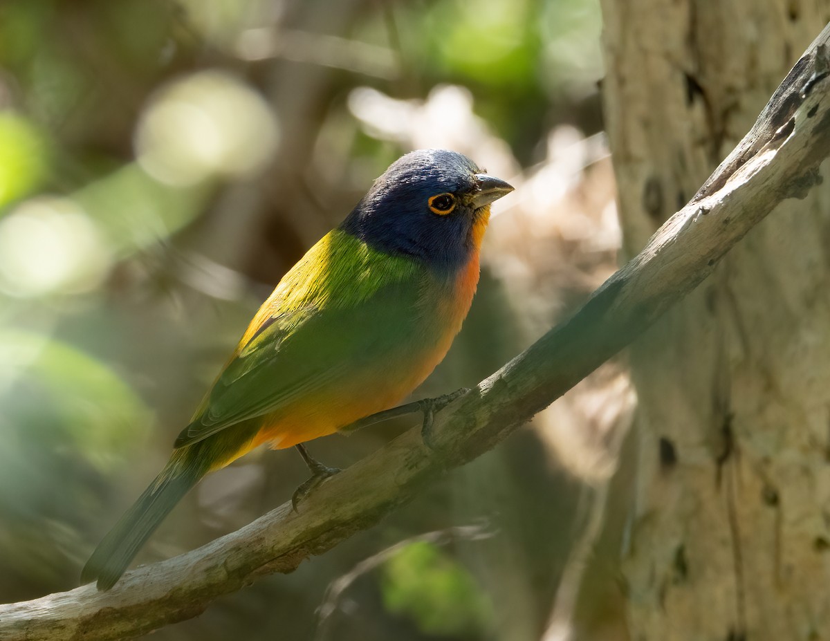 Painted Bunting - ML618671109
