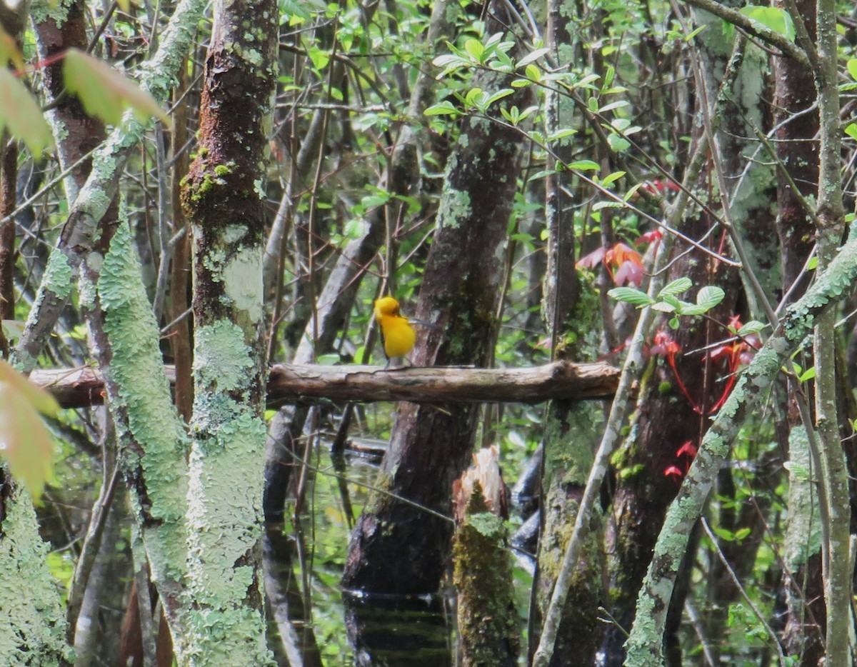 Prothonotary Warbler - John Haas