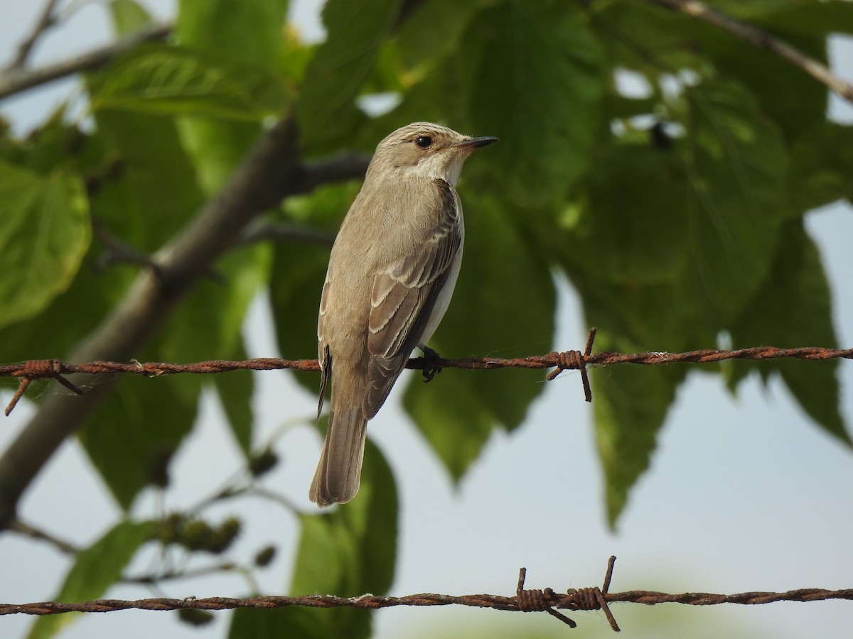 Spotted Flycatcher (Mediterranean) - ML618671124