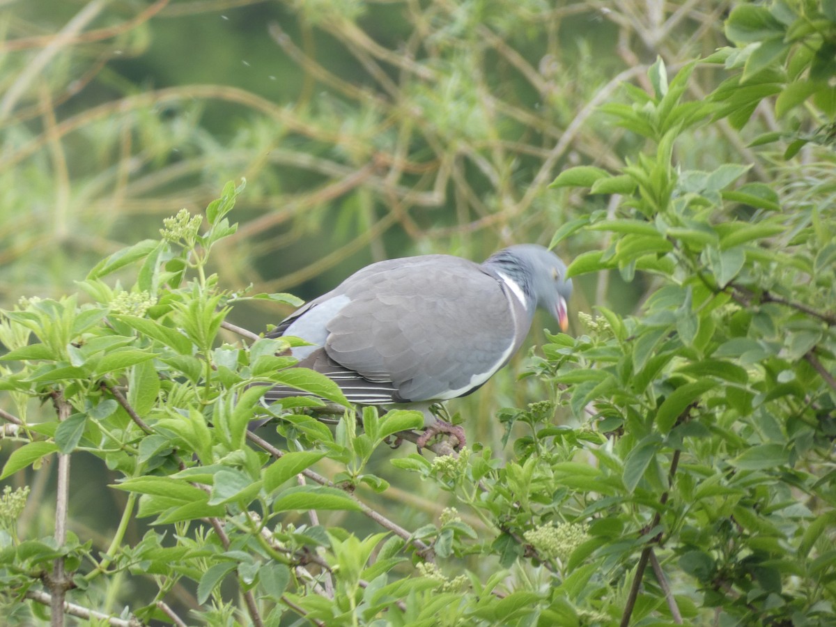 Common Wood-Pigeon - Mike Tuer