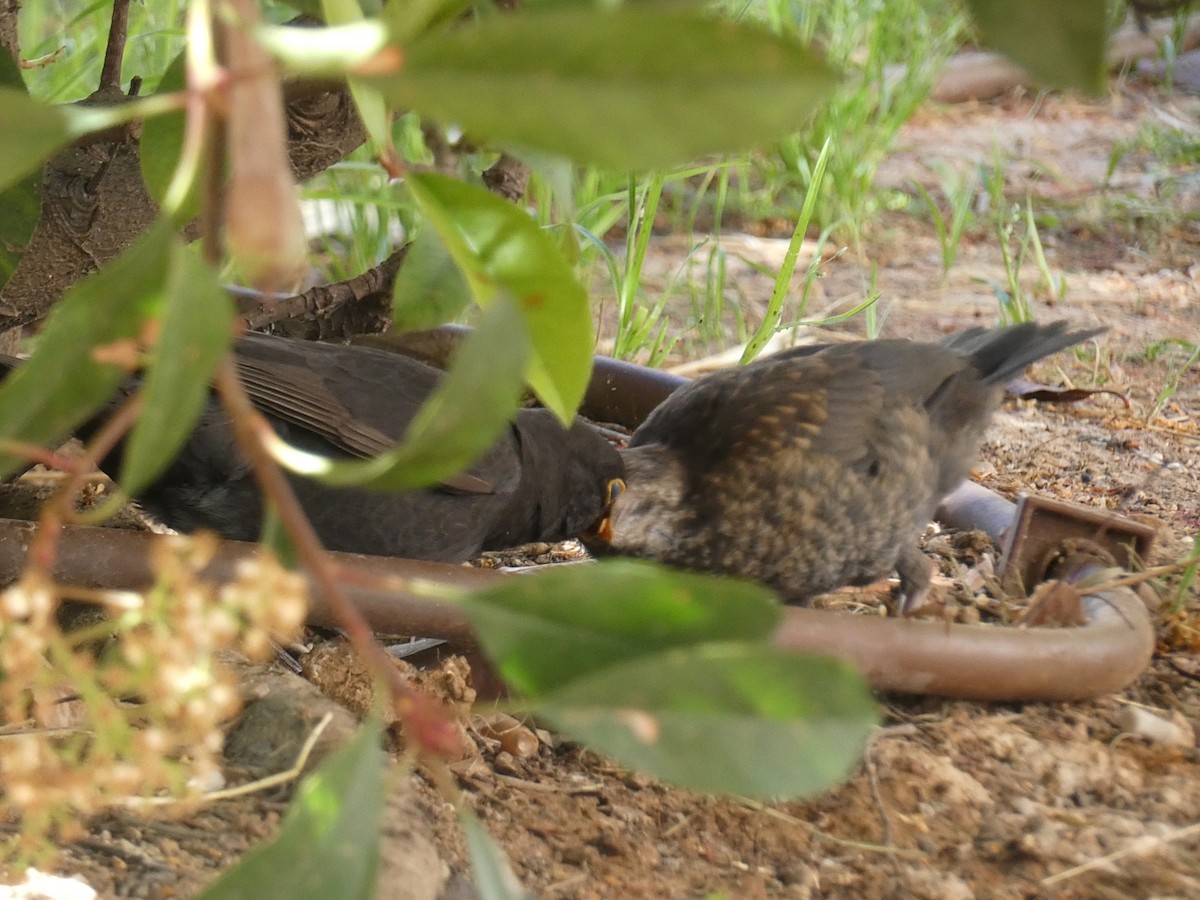 Eurasian Blackbird - José Ignacio Dies