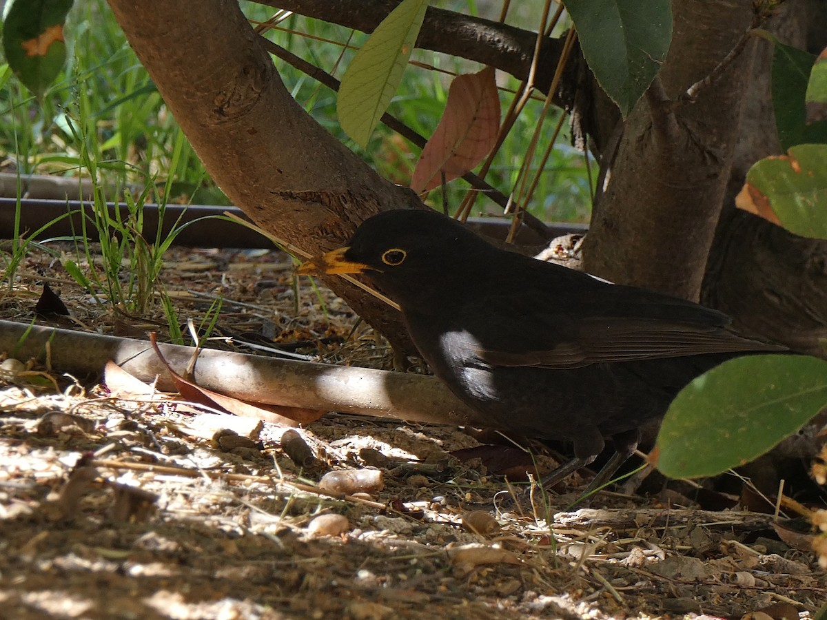 Eurasian Blackbird - José Ignacio Dies