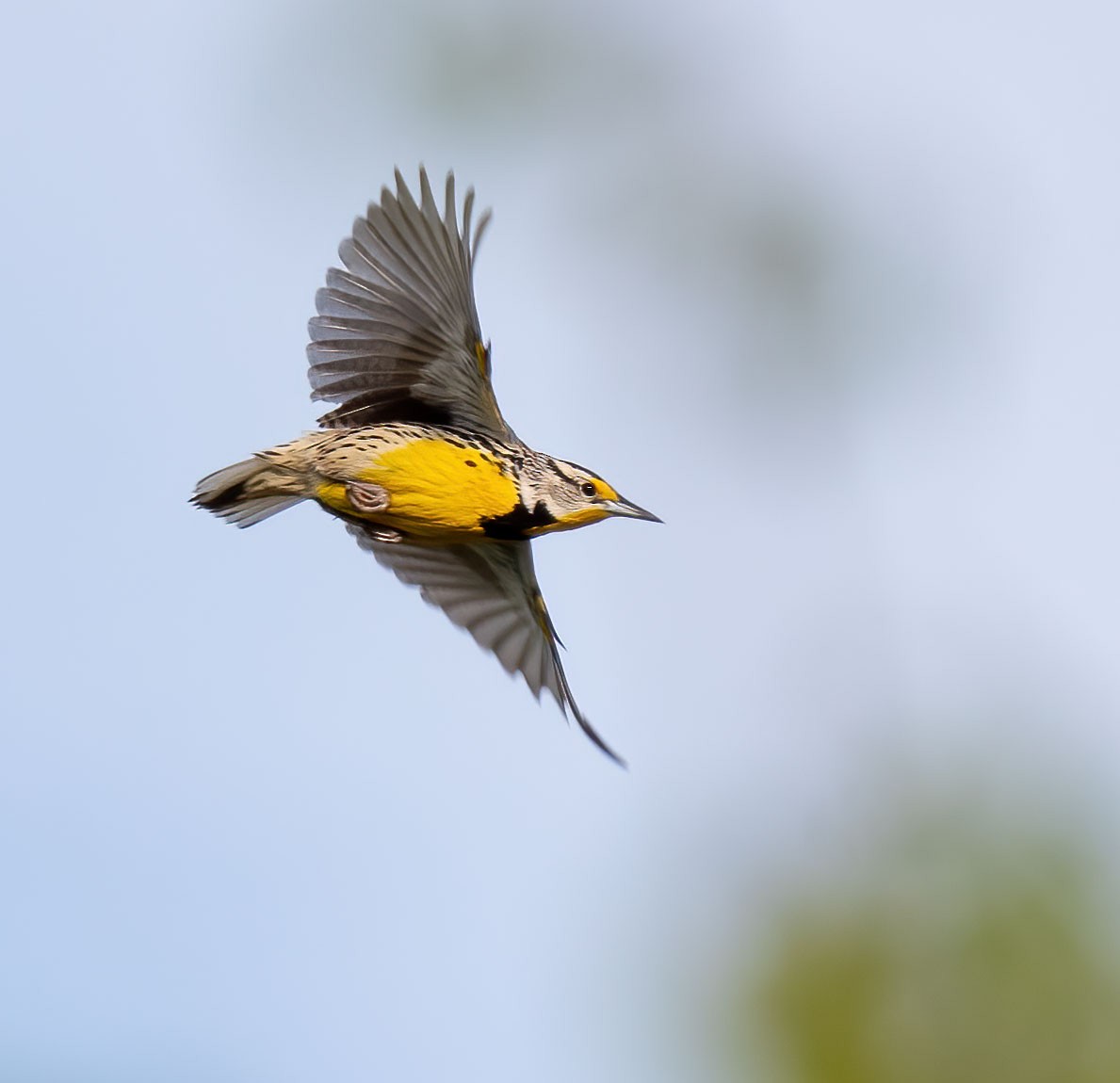 Eastern Meadowlark - ML618671180