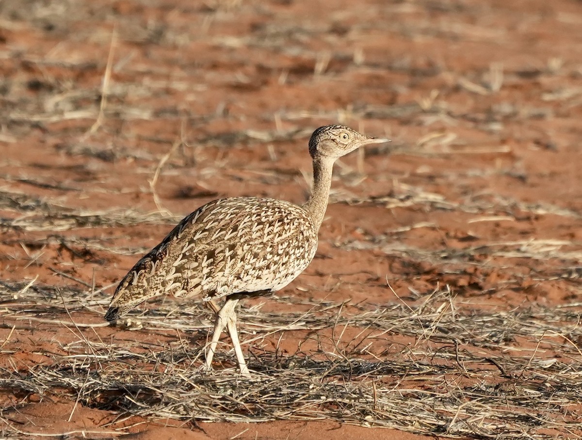 Red-crested Bustard - Anthony Schlencker