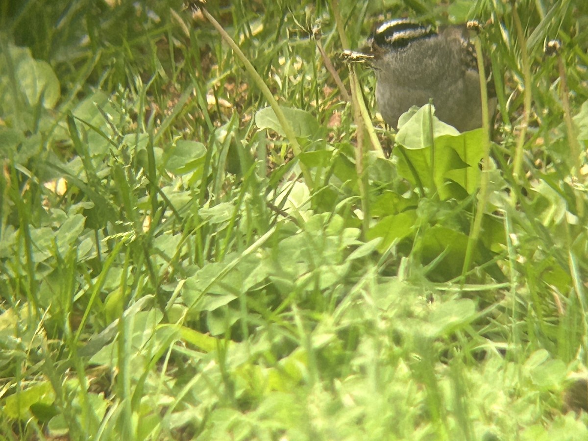 White-crowned Sparrow - ML618671207
