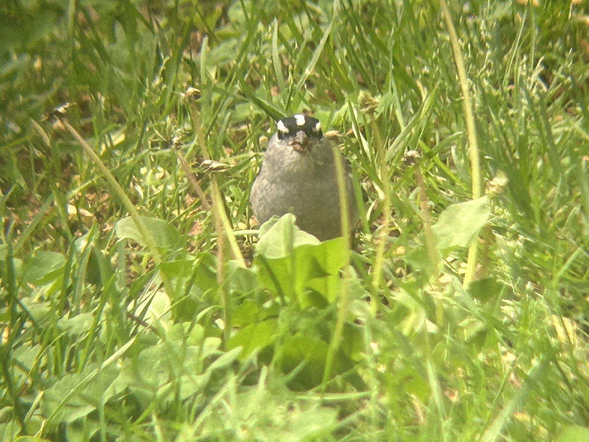 White-crowned Sparrow - ML618671209