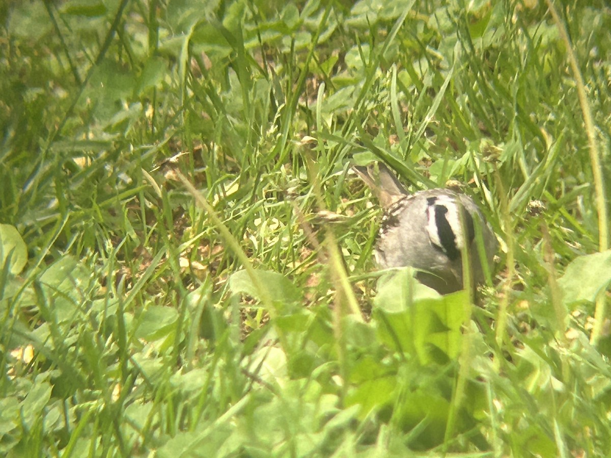 White-crowned Sparrow - ML618671212