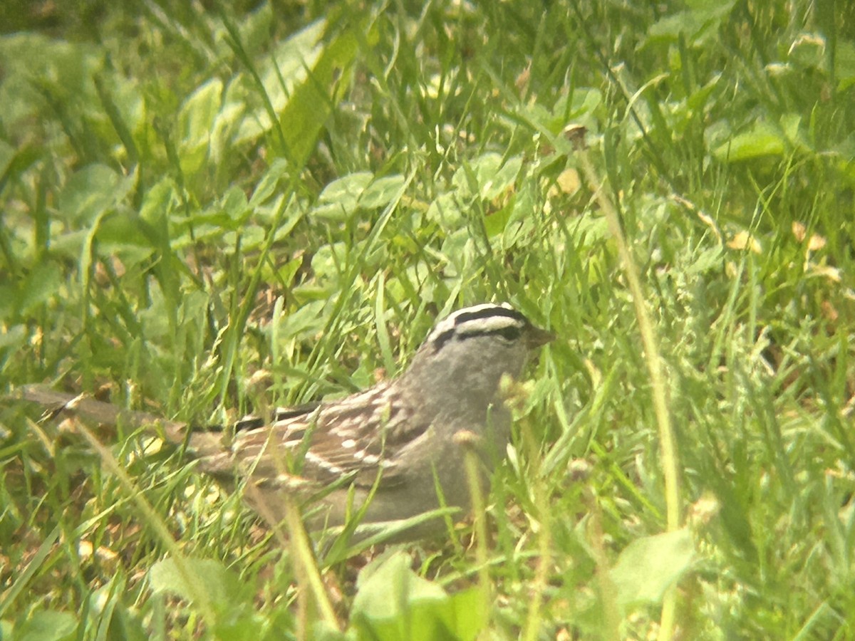 White-crowned Sparrow - ML618671213