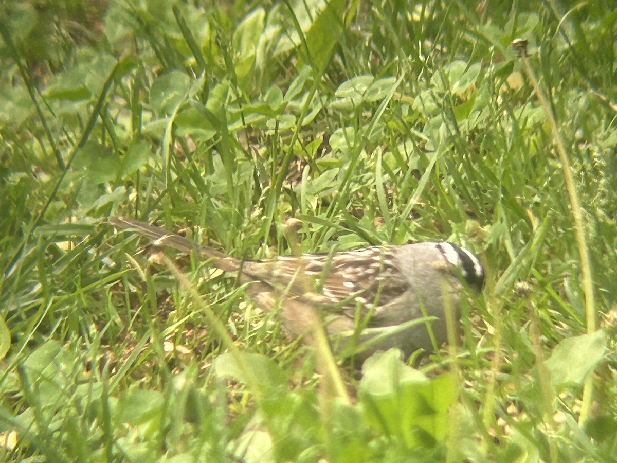 White-crowned Sparrow - ML618671215