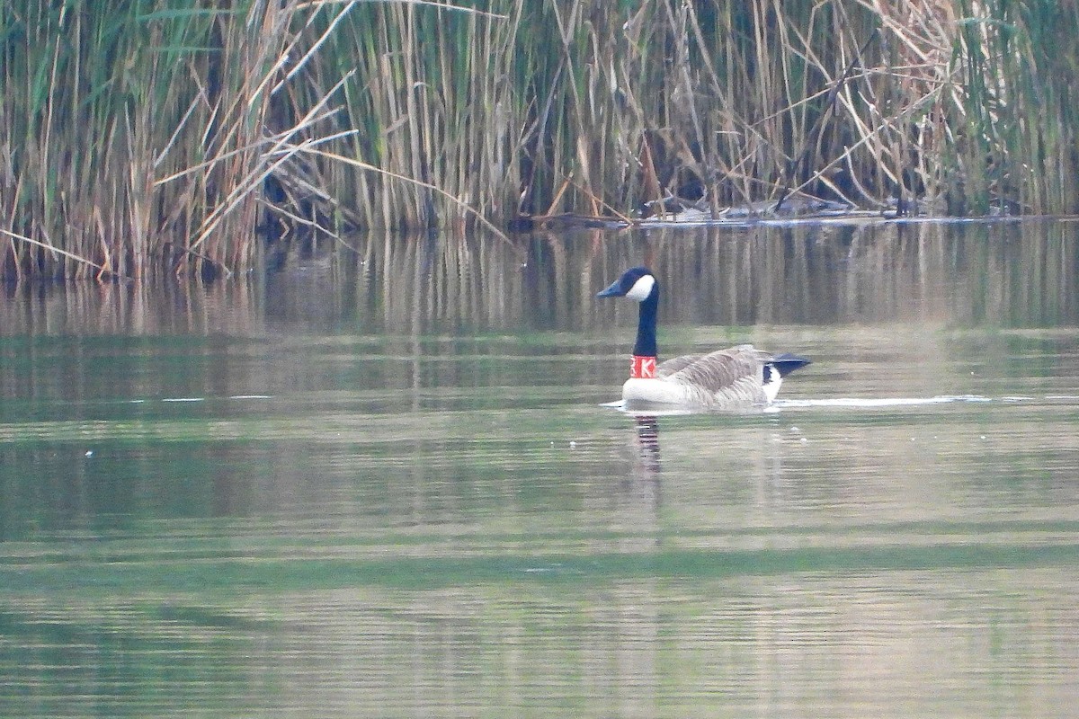 Canada Goose - ML618671235