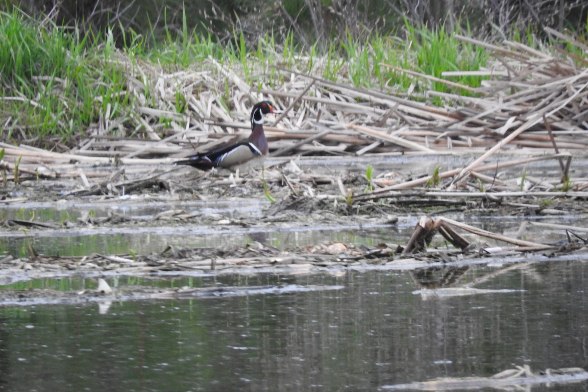 Canard branchu - ML618671240