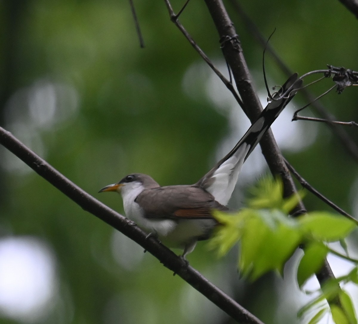 Yellow-billed Cuckoo - Carol Thompson