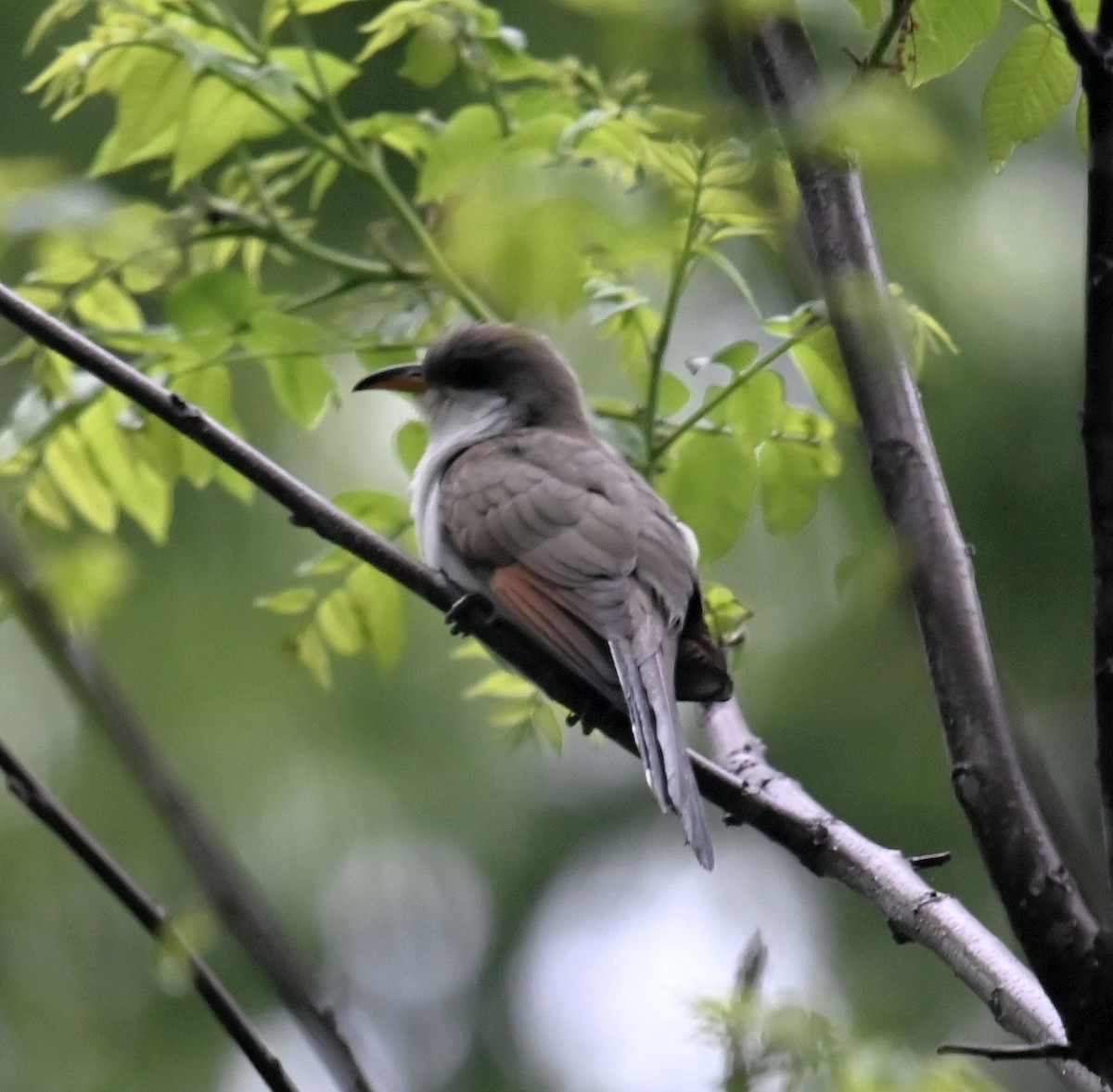 Yellow-billed Cuckoo - ML618671242