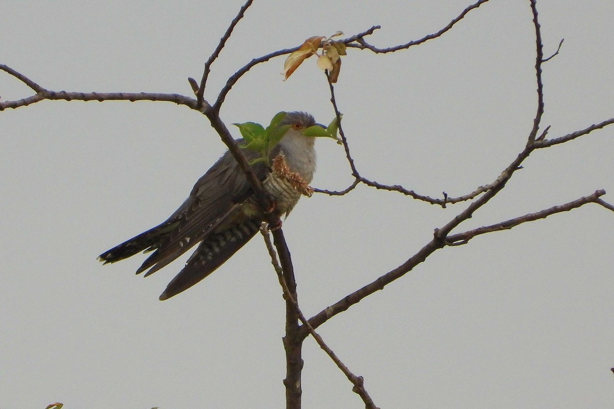 Common Cuckoo - ML618671257