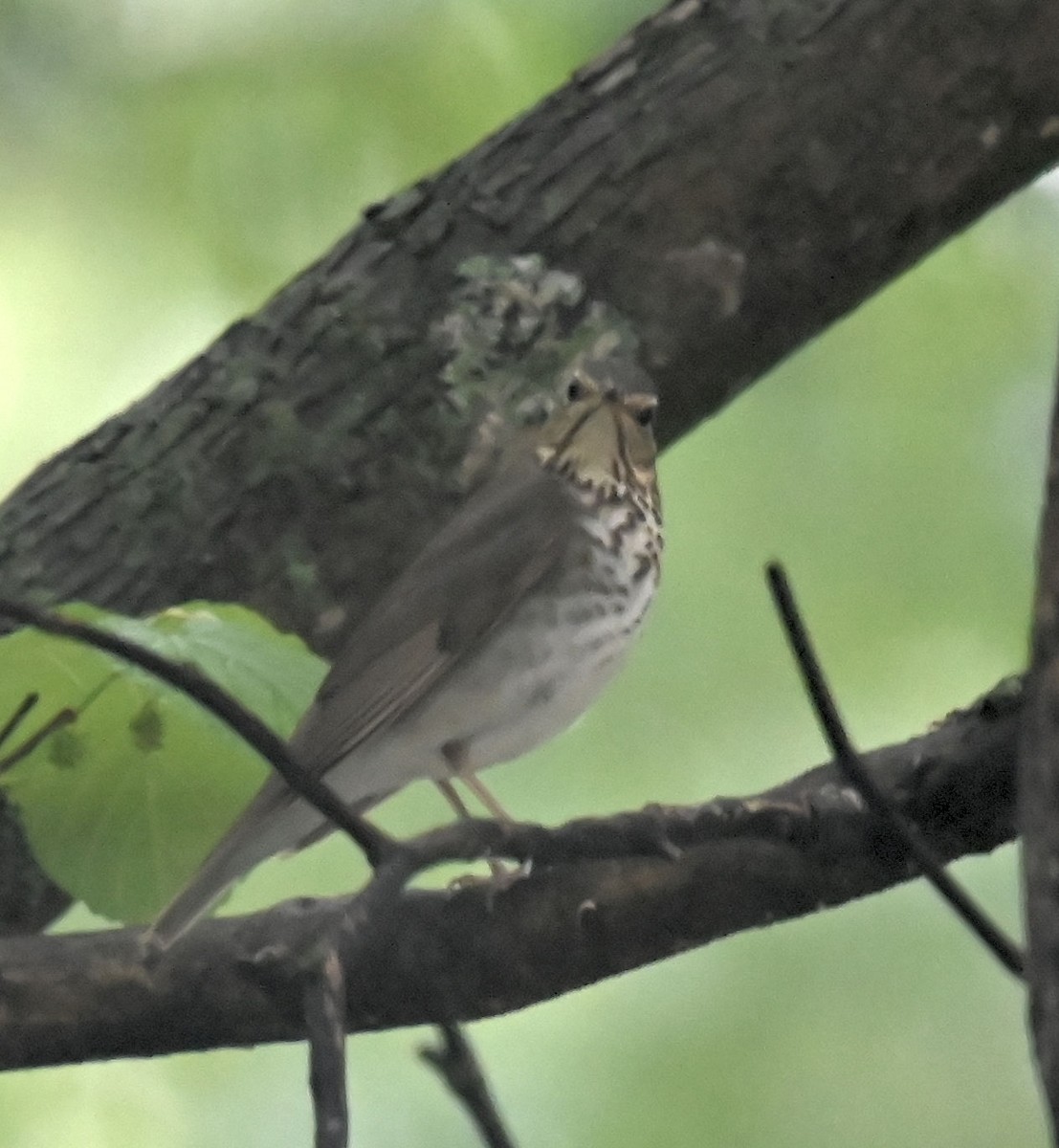 Swainson's Thrush - ML618671259