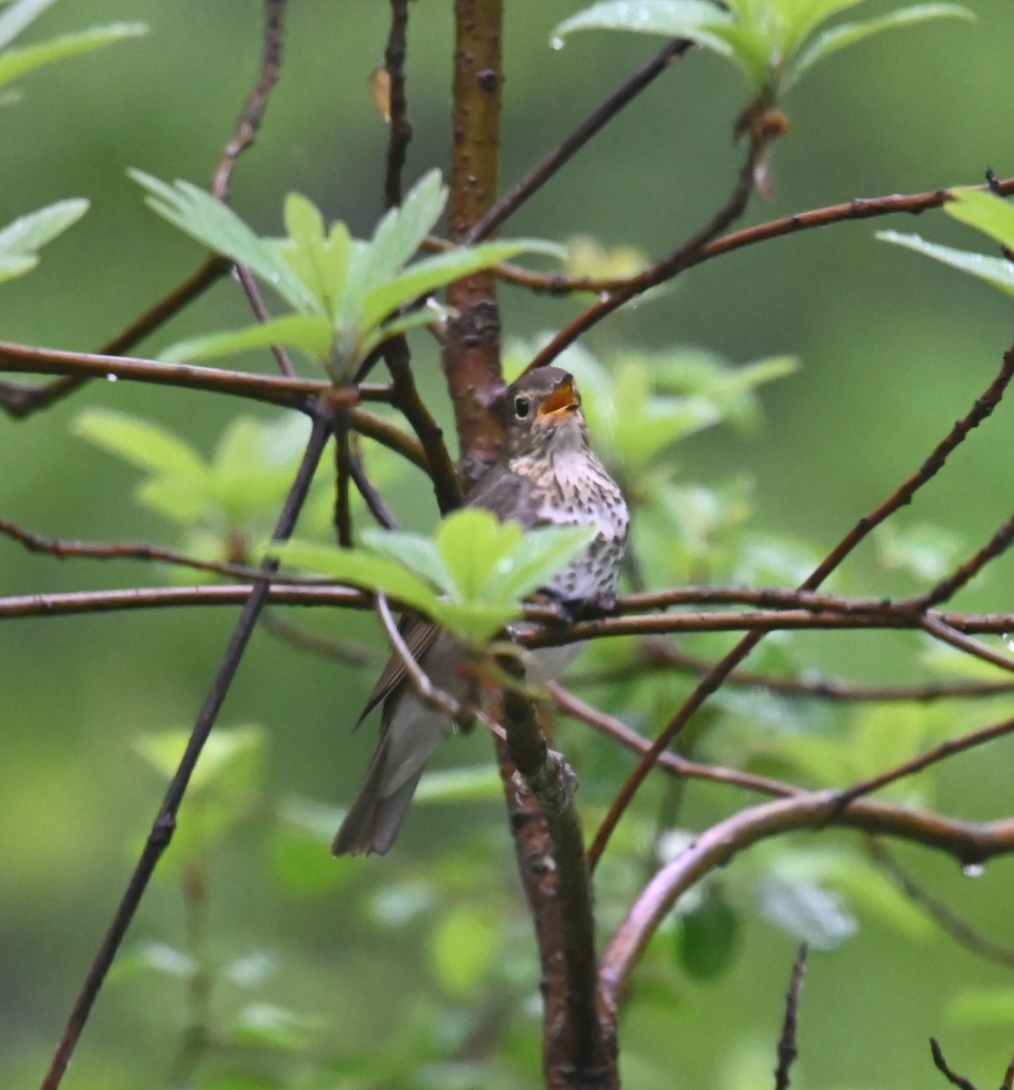 Swainson's Thrush - ML618671260