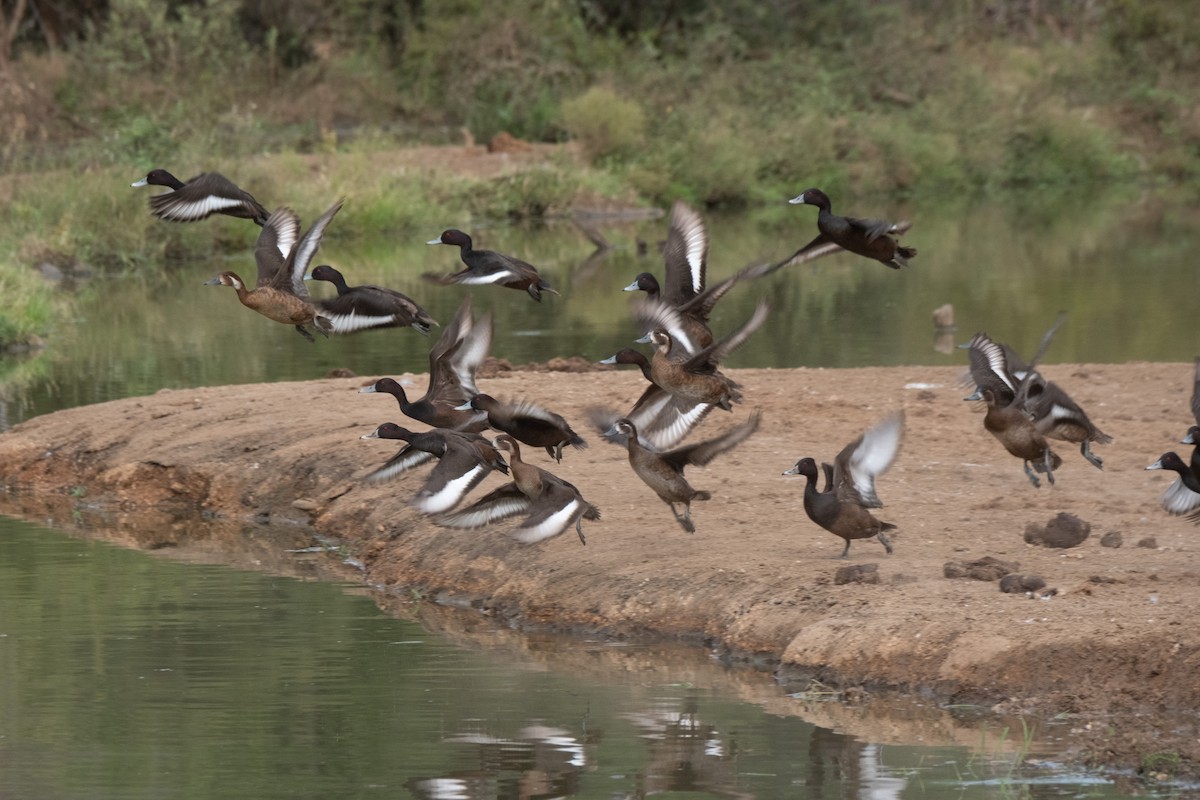 Southern Pochard - ML618671267