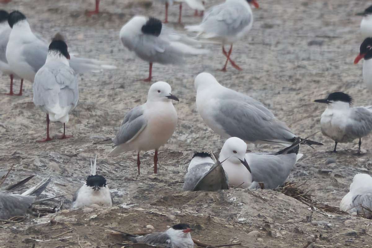 Slender-billed Gull - Luis Manso