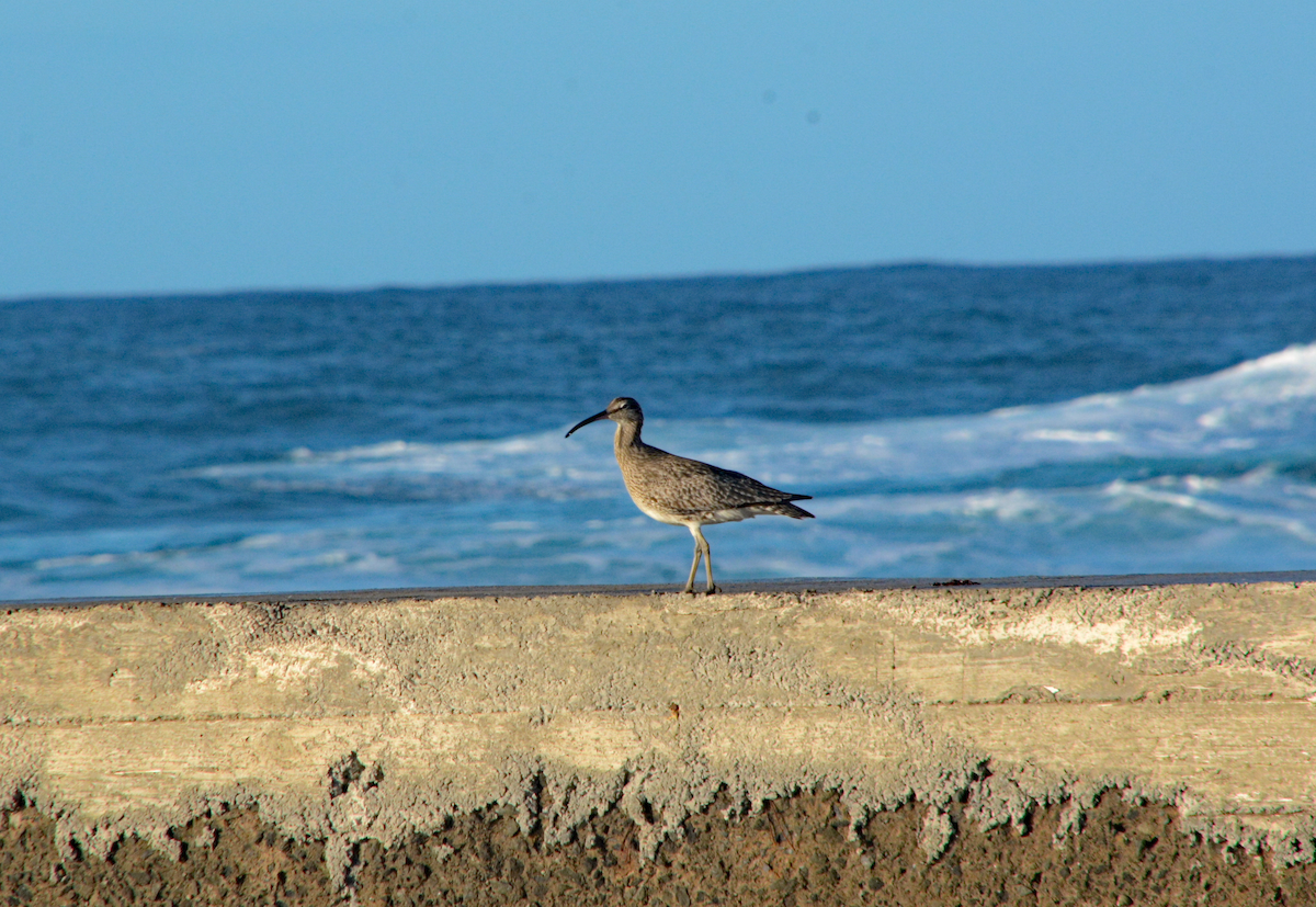 Regenbrachvogel - ML618671296