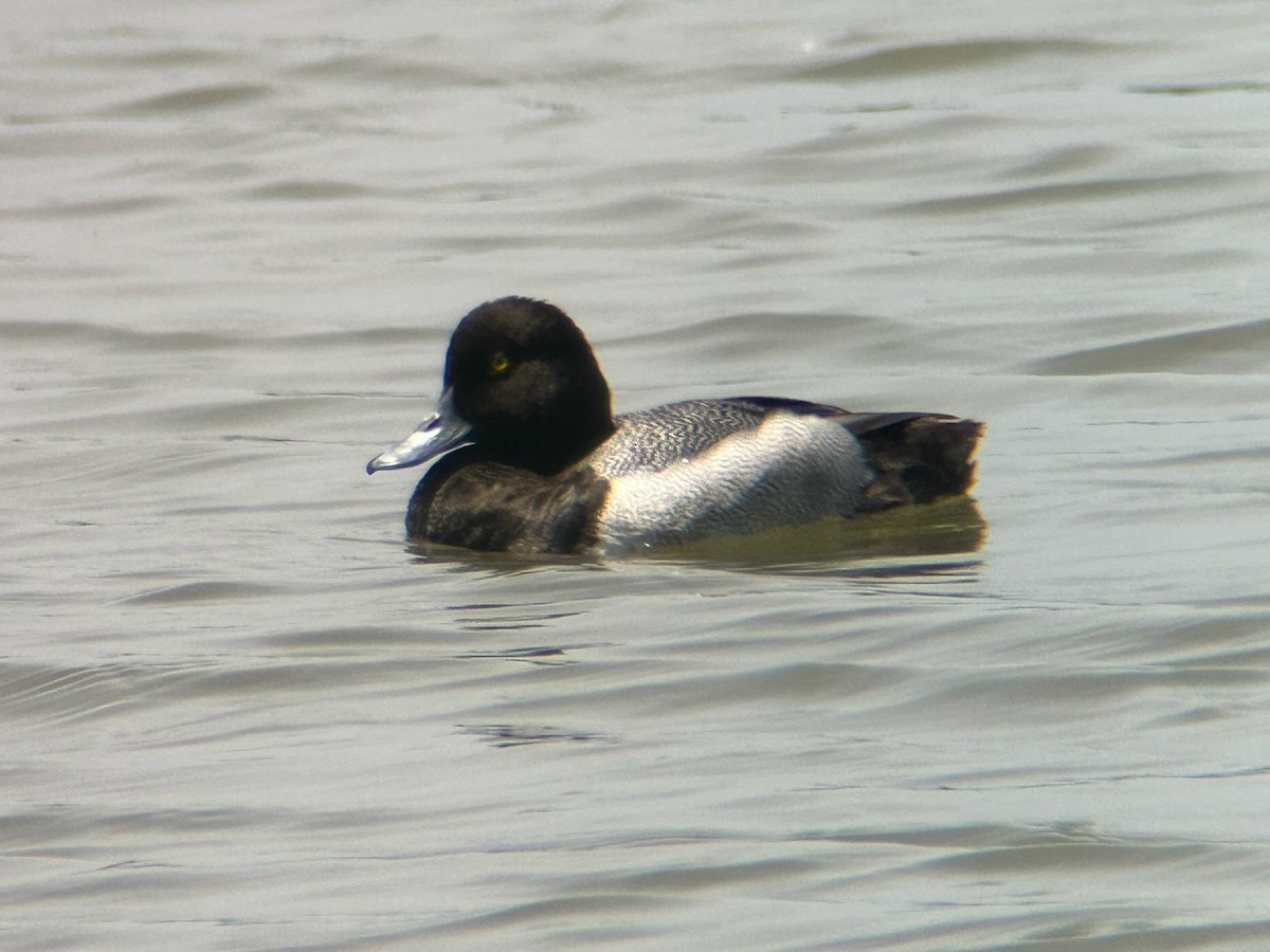Lesser Scaup - ML618671308