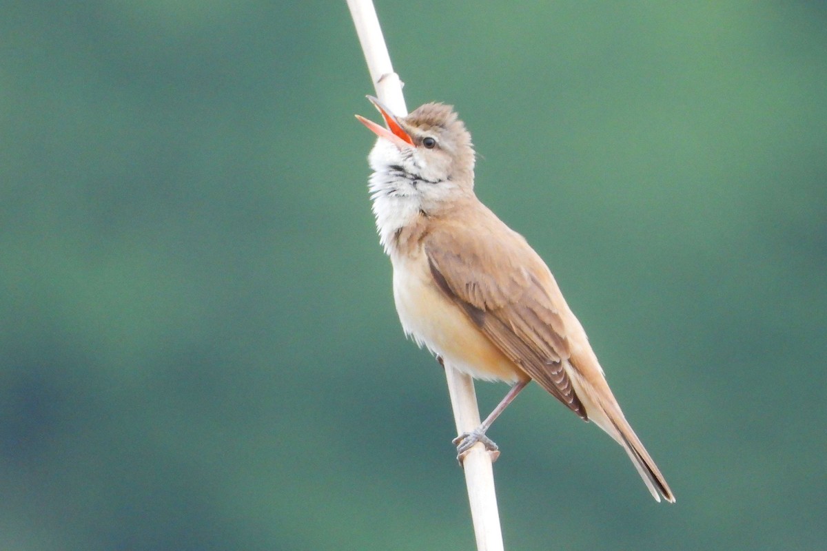 Great Reed Warbler - ML618671314