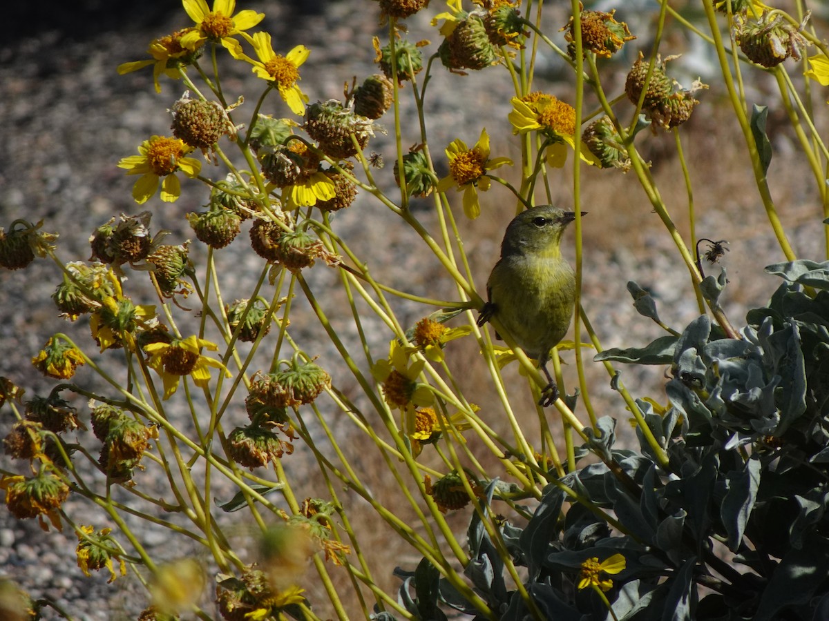 Orange-crowned Warbler - Audrey E.