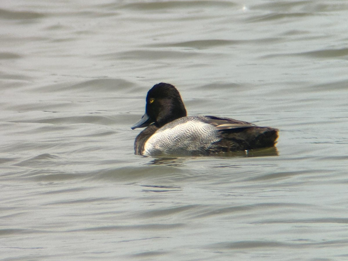 Lesser Scaup - ML618671367