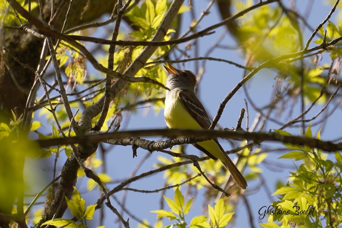 Great Crested Flycatcher - Ghislaine Boulet 🦉