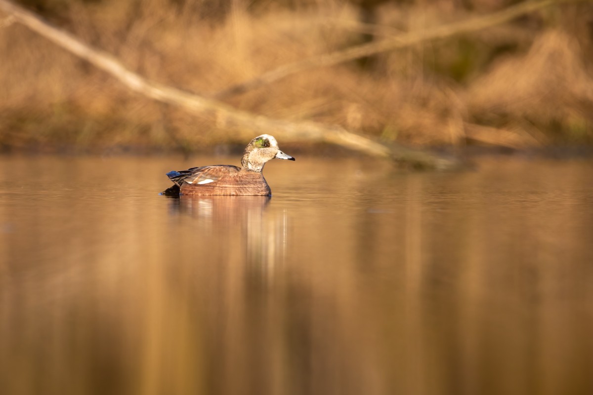 American Wigeon - ML618671423