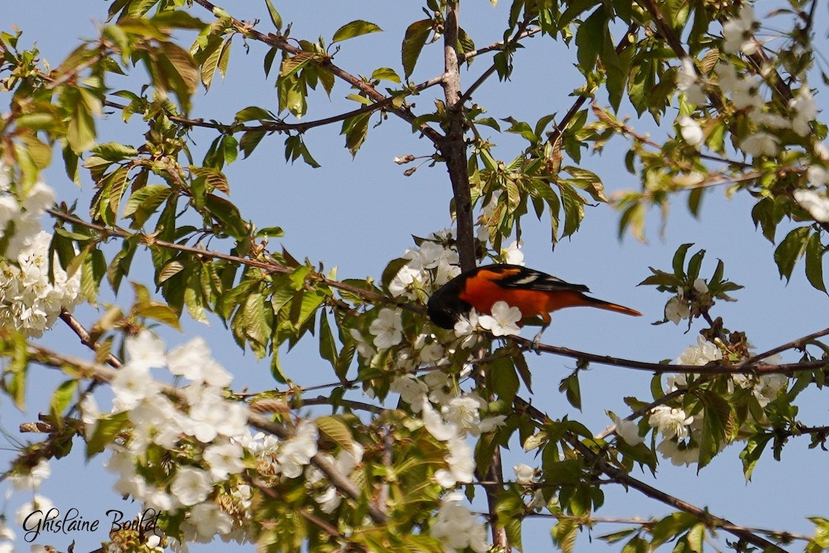 Baltimore Oriole - Ghislaine Boulet 🦉