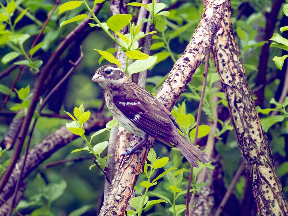 Rose-breasted Grosbeak - ML618671443