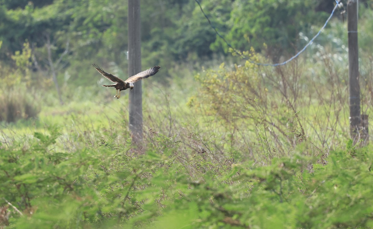 Eastern Marsh Harrier - Allen Lyu