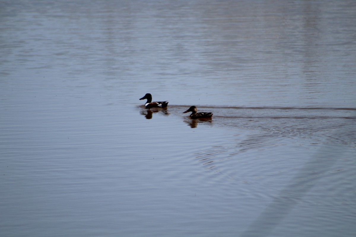 Canard souchet - ML618671449