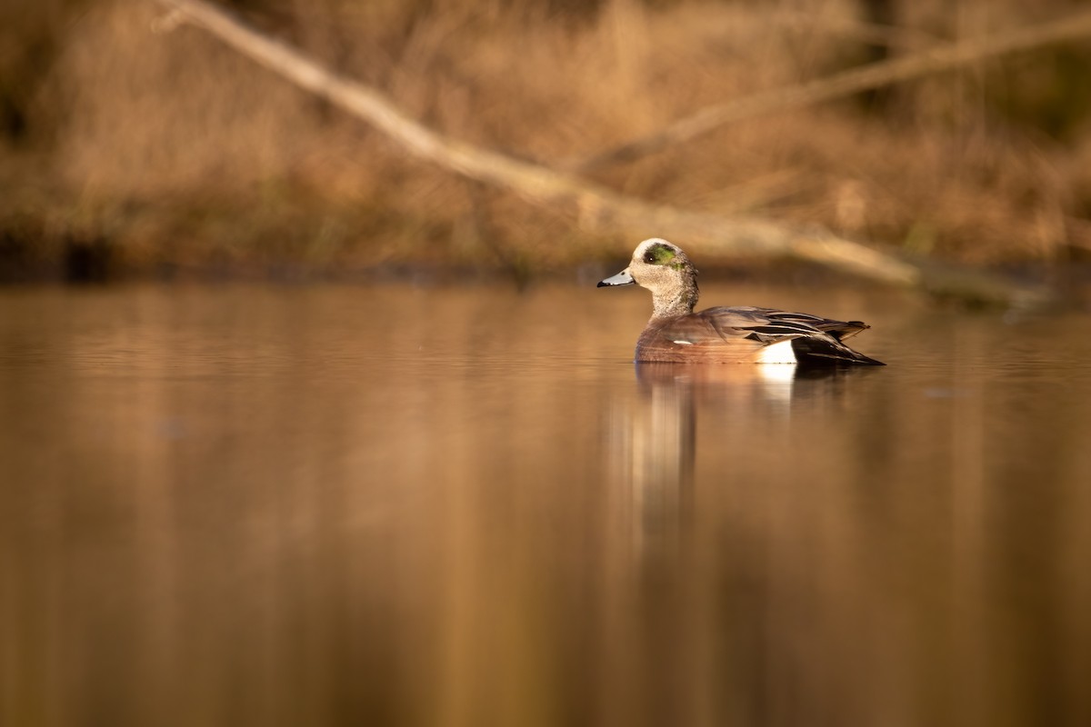 American Wigeon - ML618671451