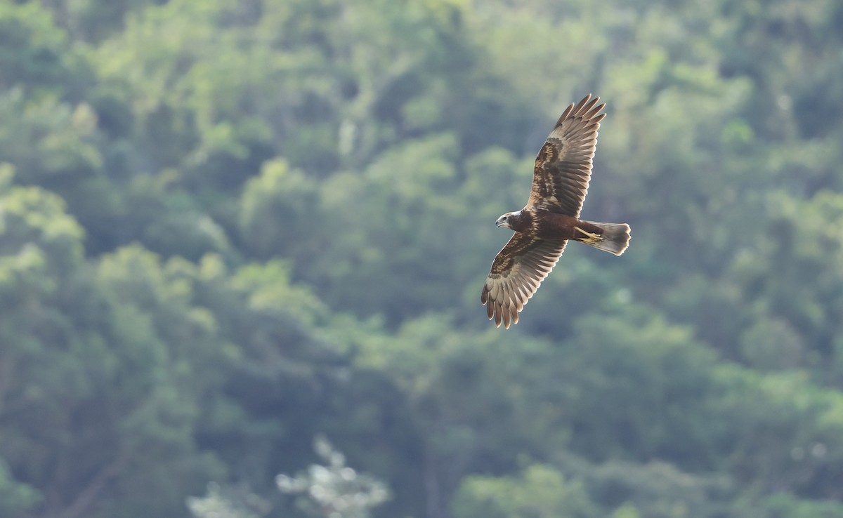 Eastern Marsh Harrier - Allen Lyu